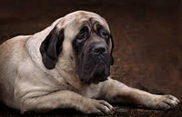Mastiffs