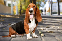 Basset Hounds