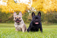 French Bulldogs