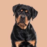 Rottweilers